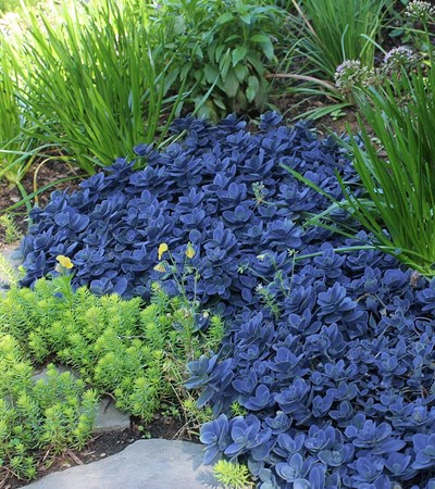 Sedum Sunsparkler® Blue Pearl